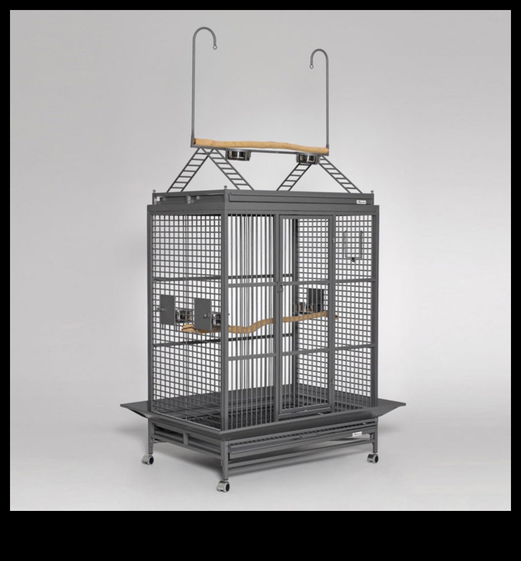 Putnu piedzīvojumi: āra izpētes padomi mājdzīvnieku putniem