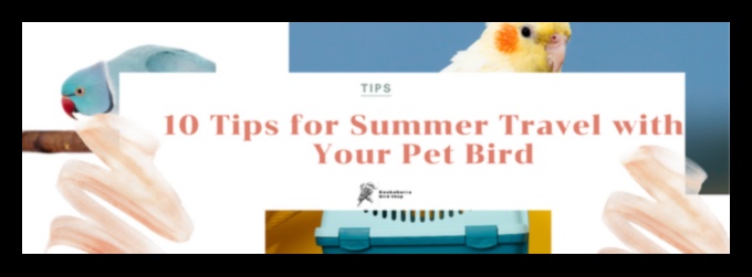 Putnu piedzīvojumi: āra izpētes padomi mājdzīvnieku putniem