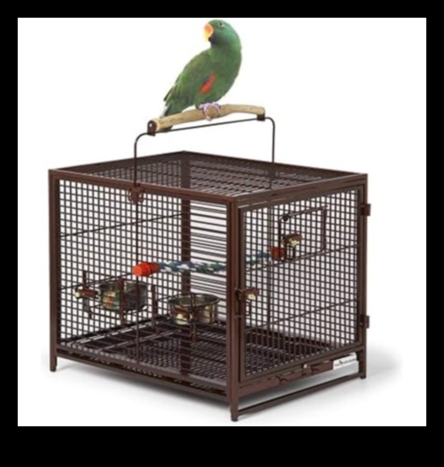 Putnu piedzīvojumi: āra izpētes padomi mājdzīvnieku putniem