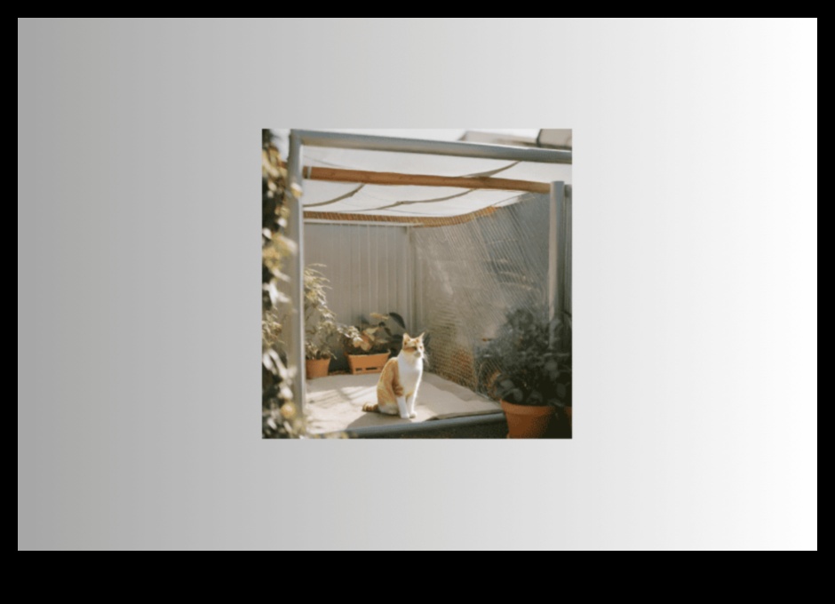 Kitty Kingdom: drošas un stimulējošas iekštelpu vides veidošana