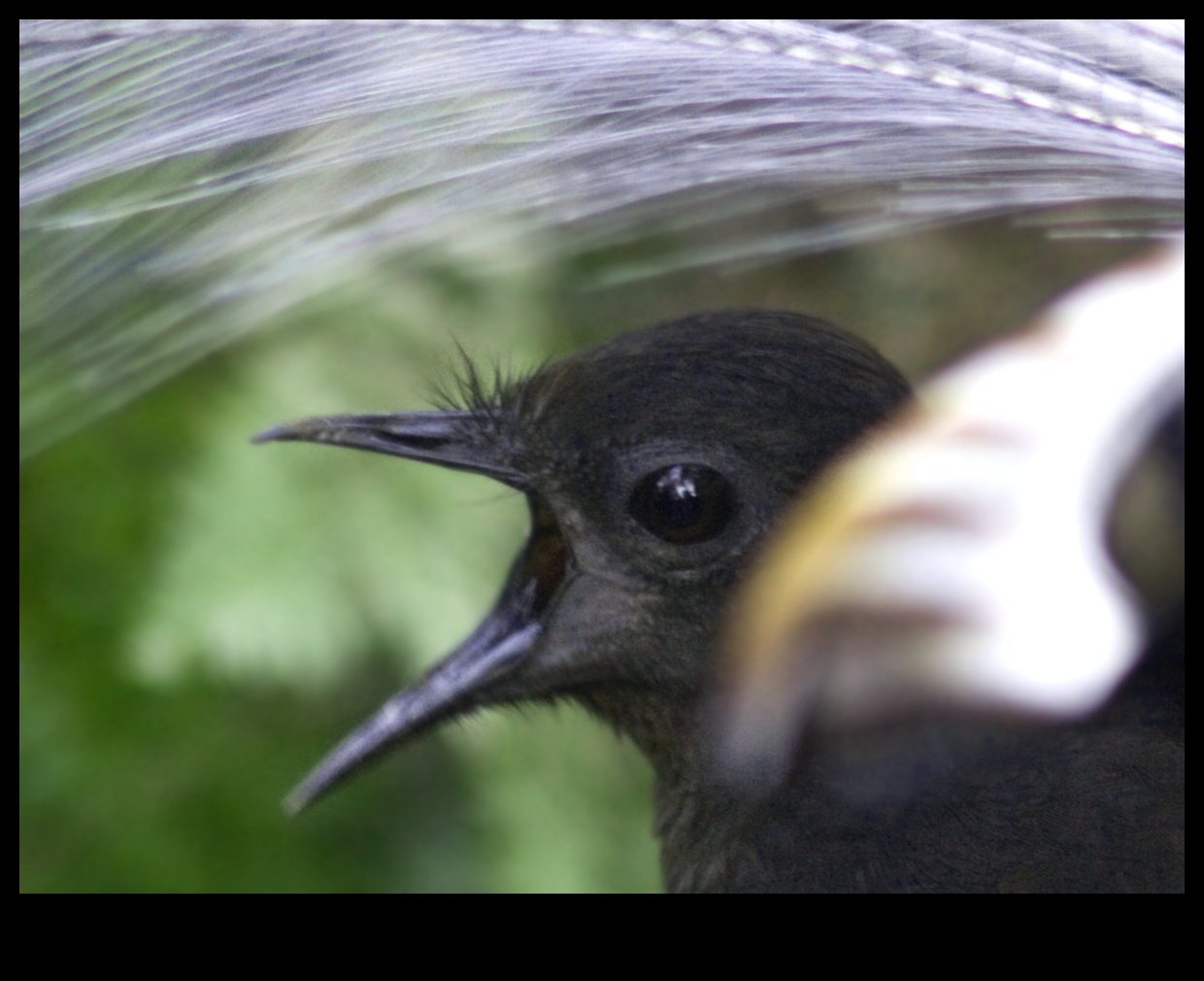 Noslēpumainas mīmikas: putni, kas pazīstami ar skaņu uzdošanos