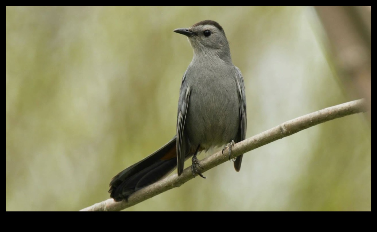 Noslēpumainas mīmikas: putni, kas pazīstami ar skaņu uzdošanos