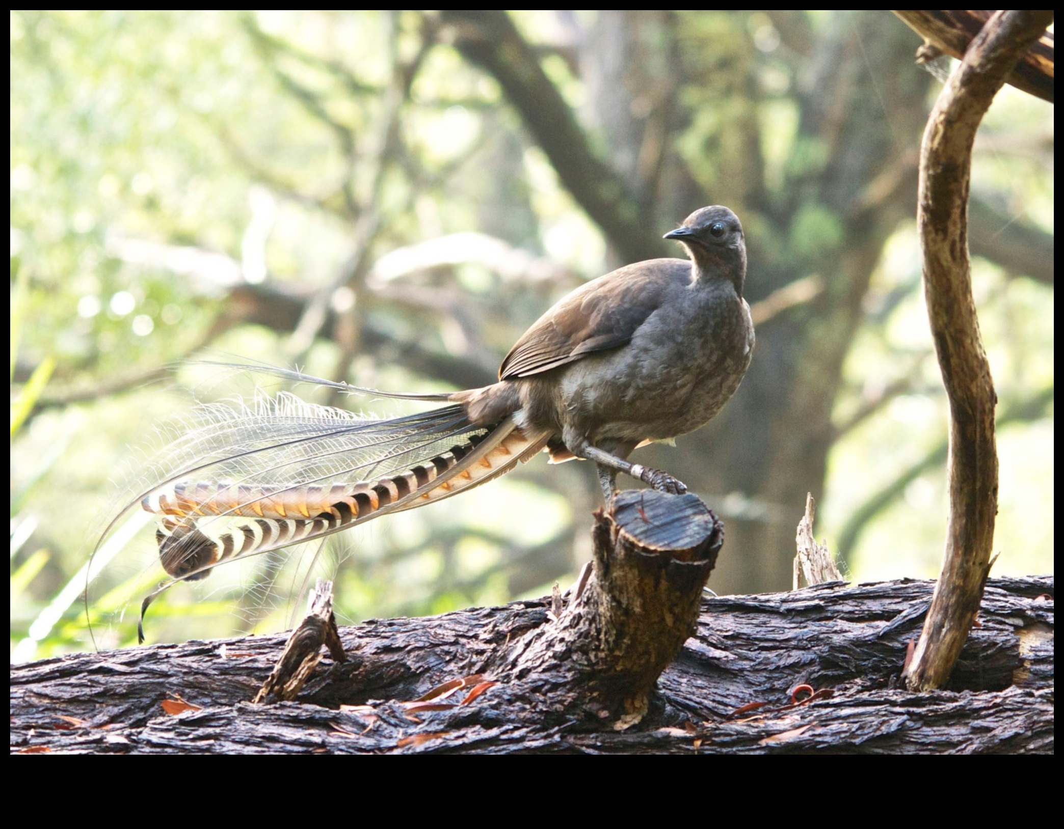 Noslēpumainas mīmikas: putni, kas pazīstami ar skaņu uzdošanos