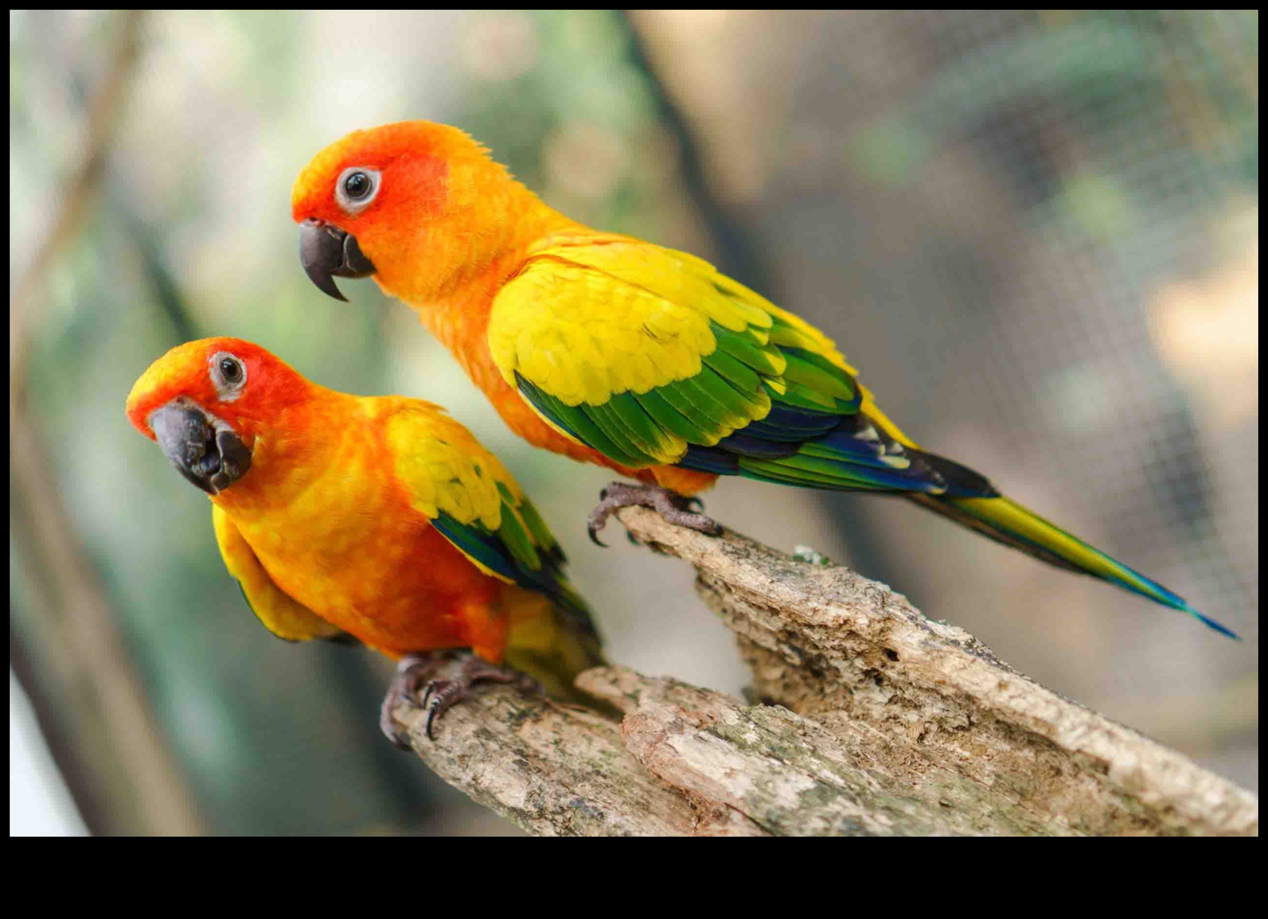 Spalvainie draugi turpinājums: Unikāla putnu saistīšanās uzvedība