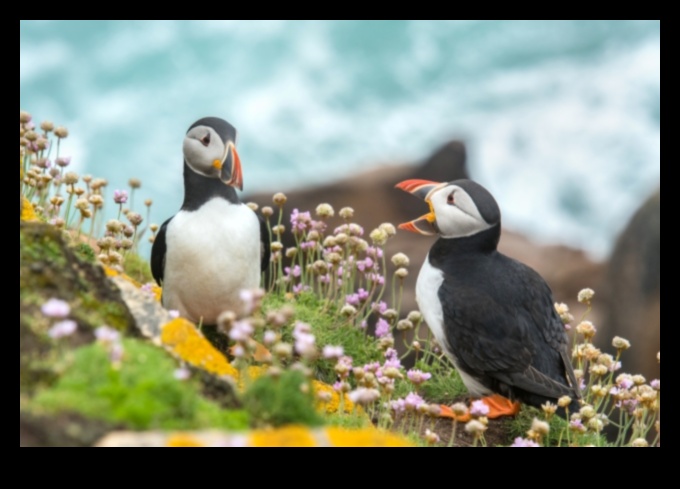 Spalvainie draugi turpinājums: Unikāla putnu saistīšanās uzvedība