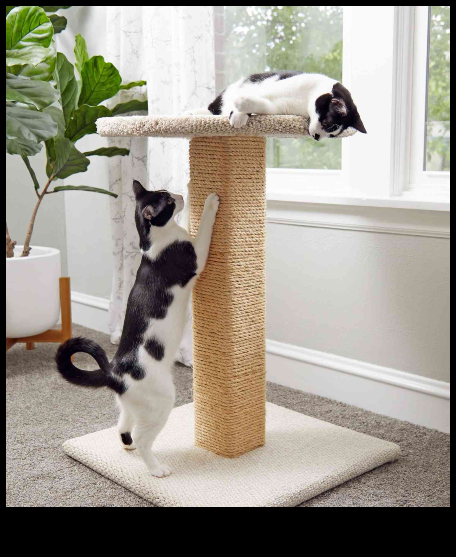 DIY Cat scratching Post: stilīga un funkcionāla dizaina izveide