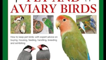 Putnu piedzīvojumi: āra izpētes padomi mājdzīvnieku putniem