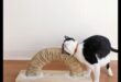DIY Cat scratching Post: stilīga un funkcionāla dizaina izveide