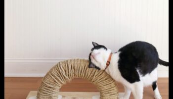 DIY Cat scratching Post: stilīga un funkcionāla dizaina izveide
