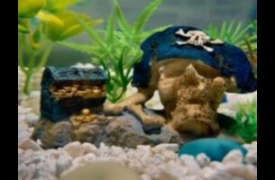 Frīstails zivju tvertnē: improvizēta akvāriju dekorēšana