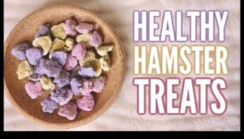 Kāmju gatavošanas gardumi turpinājums: radošas un veselīgas receptes