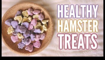 Kāmju gatavošanas gardumi turpinājums: radošas un veselīgas receptes