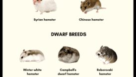 Kāmju šķirnes Turpinājums: Reto šķirņu unikālās īpašības