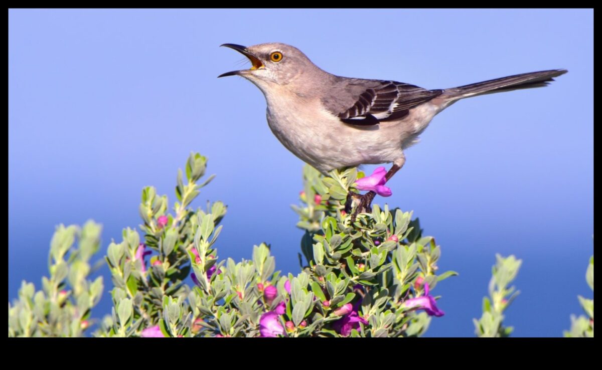 Noslēpumainas mīmikas: putni, kas pazīstami ar skaņu uzdošanos