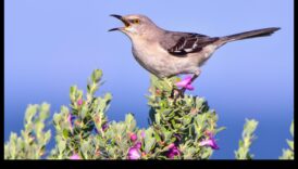 Noslēpumainas mīmikas: putni, kas pazīstami ar skaņu uzdošanos