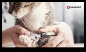 Ķepas un spīles: nagu kopšanas padomi suņiem, kaķiem un maziem dzīvniekiem