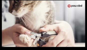 Ķepas un spīles: nagu kopšanas padomi suņiem, kaķiem un maziem dzīvniekiem