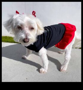 Doggy Decor Dazzle: uzlabojiet jūsu suņa stilu ar elegantiem aksesuāriem