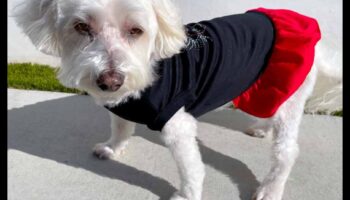 Doggy Decor Dazzle: uzlabojiet jūsu suņa stilu ar elegantiem aksesuāriem