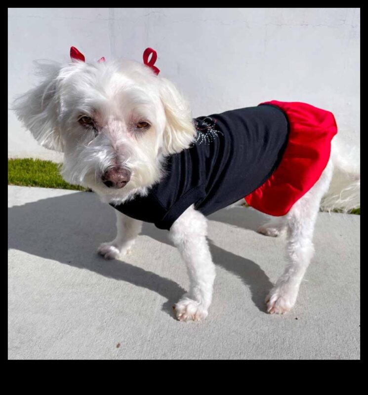 Doggy Decor Dazzle: uzlabojiet jūsu suņa stilu ar elegantiem aksesuāriem