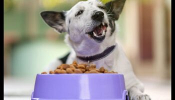 Suņu virtuves kritika: jaunāko suņu barības tendenču apskats