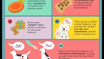 Panākumi uzkodu laikā: apmācības padomi pozitīvai pastiprināšanai